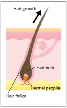 Hair Growth Cycle 1